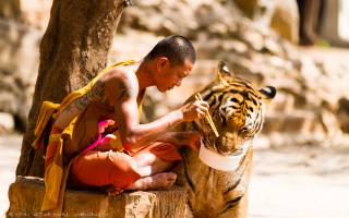 Monk and Tiger Sharing their Meal.